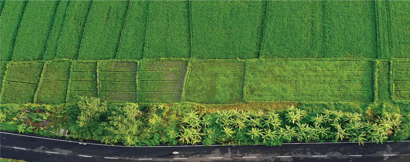 Green agricultural fields viewed from above