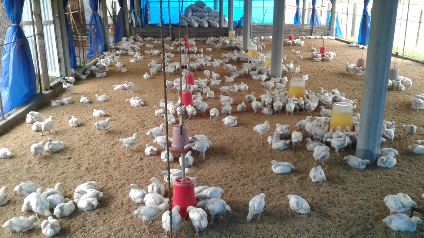 Chickens in a poultry production setting